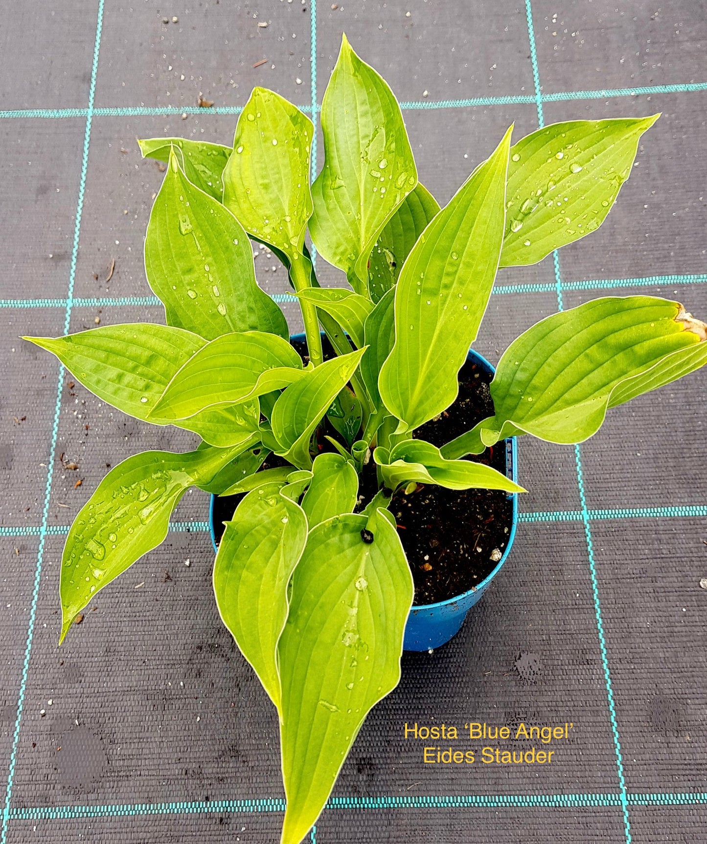 Hosta ‘Blue Angel’ 1 ltr