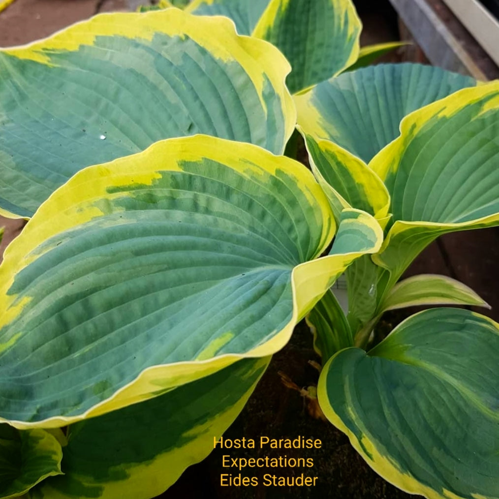 Hosta ‘Paradise Expectations’