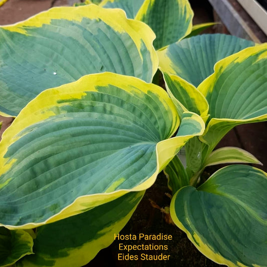 Hosta ‘Paradise Expectations’