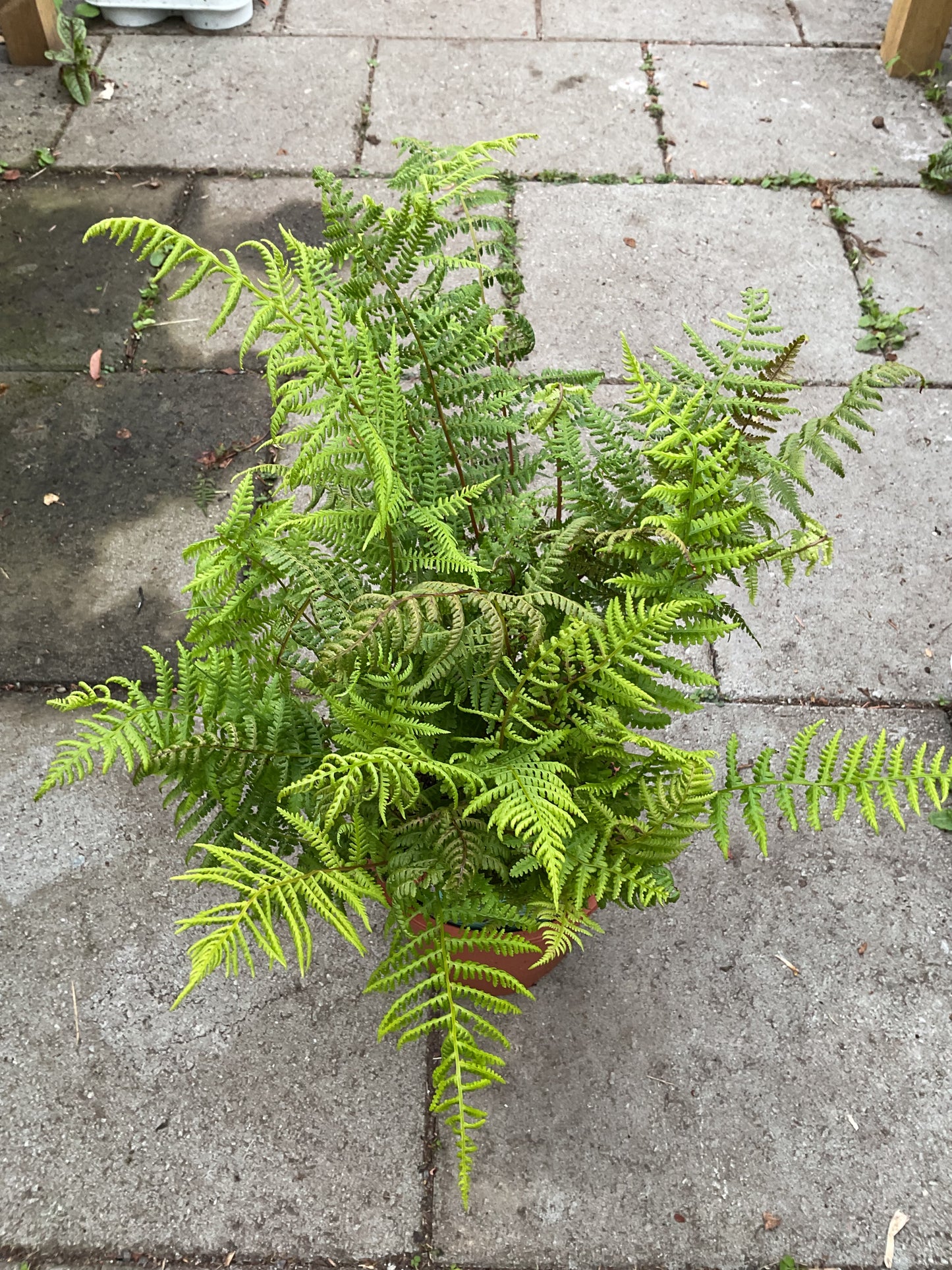 Athyrium filix-femina ‘Lady in Red’ P17