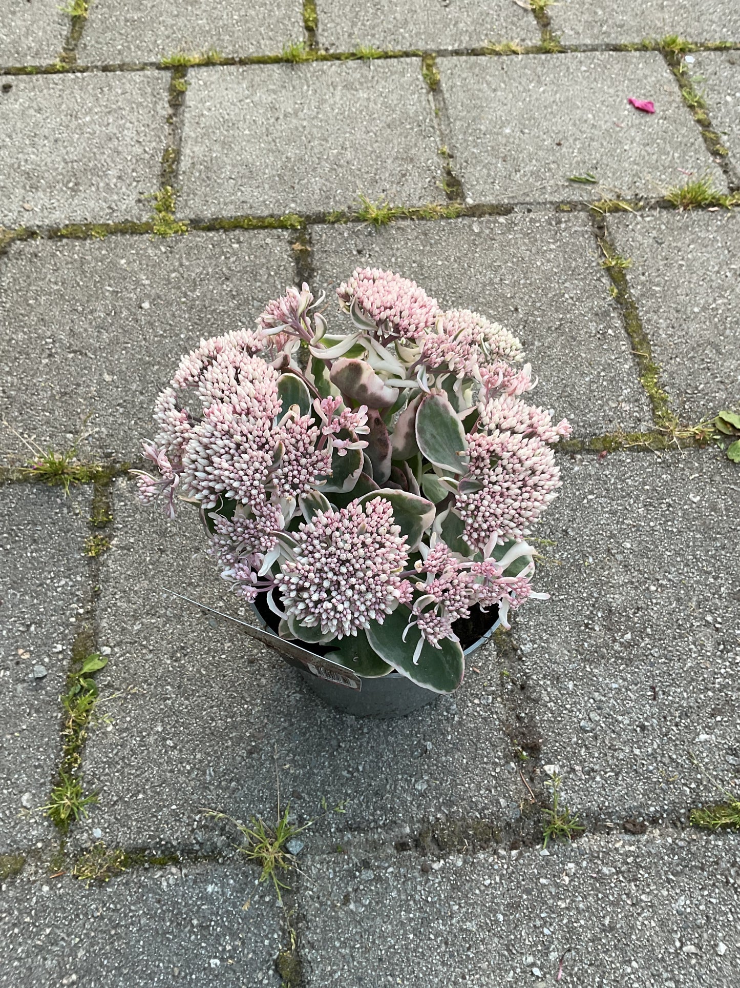 Sedum telephium ‘La Vie en Rose’ P17