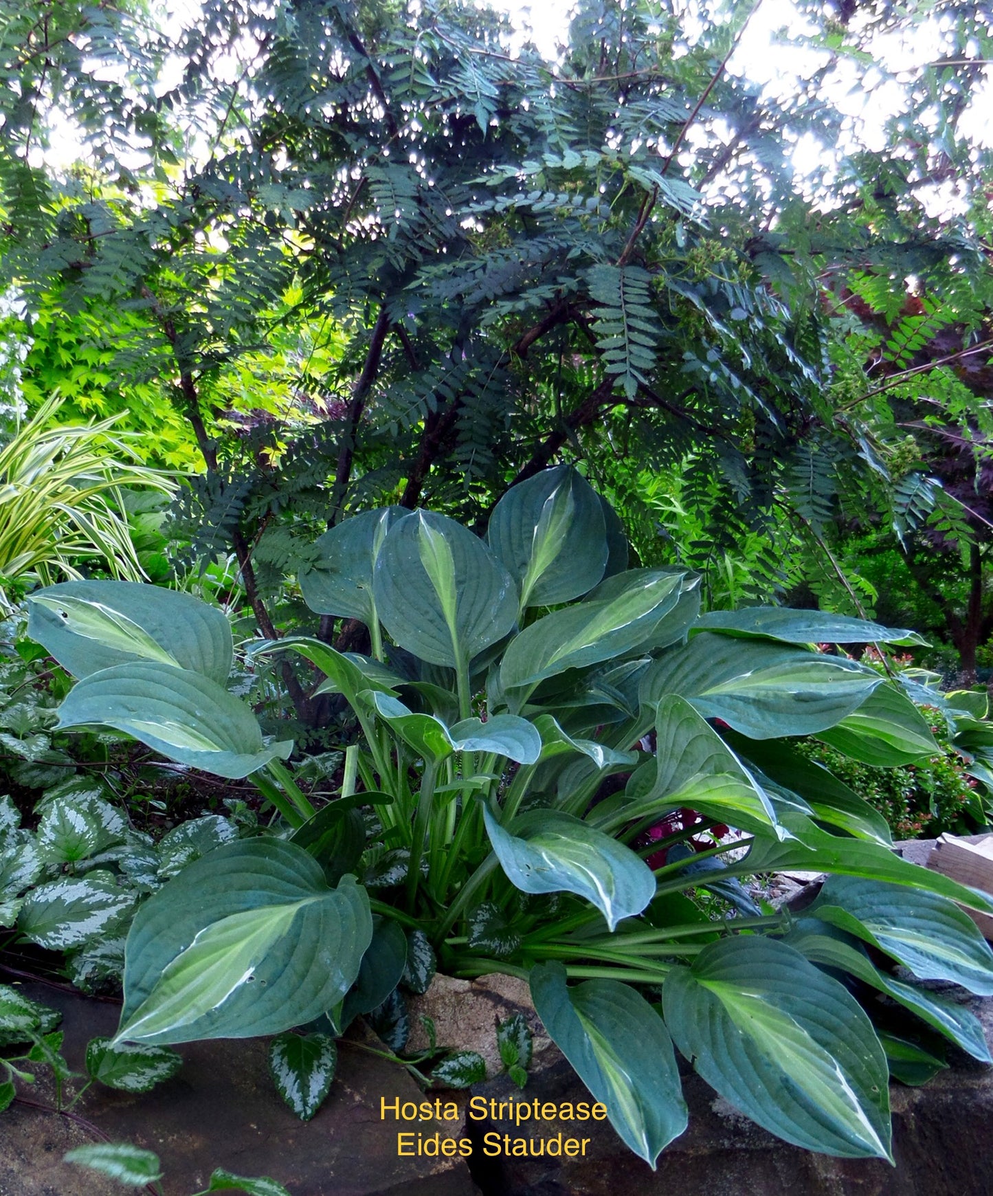 Hosta ‘Striptease’