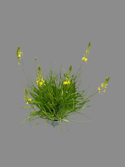 Bulbine natalensis, gul P17