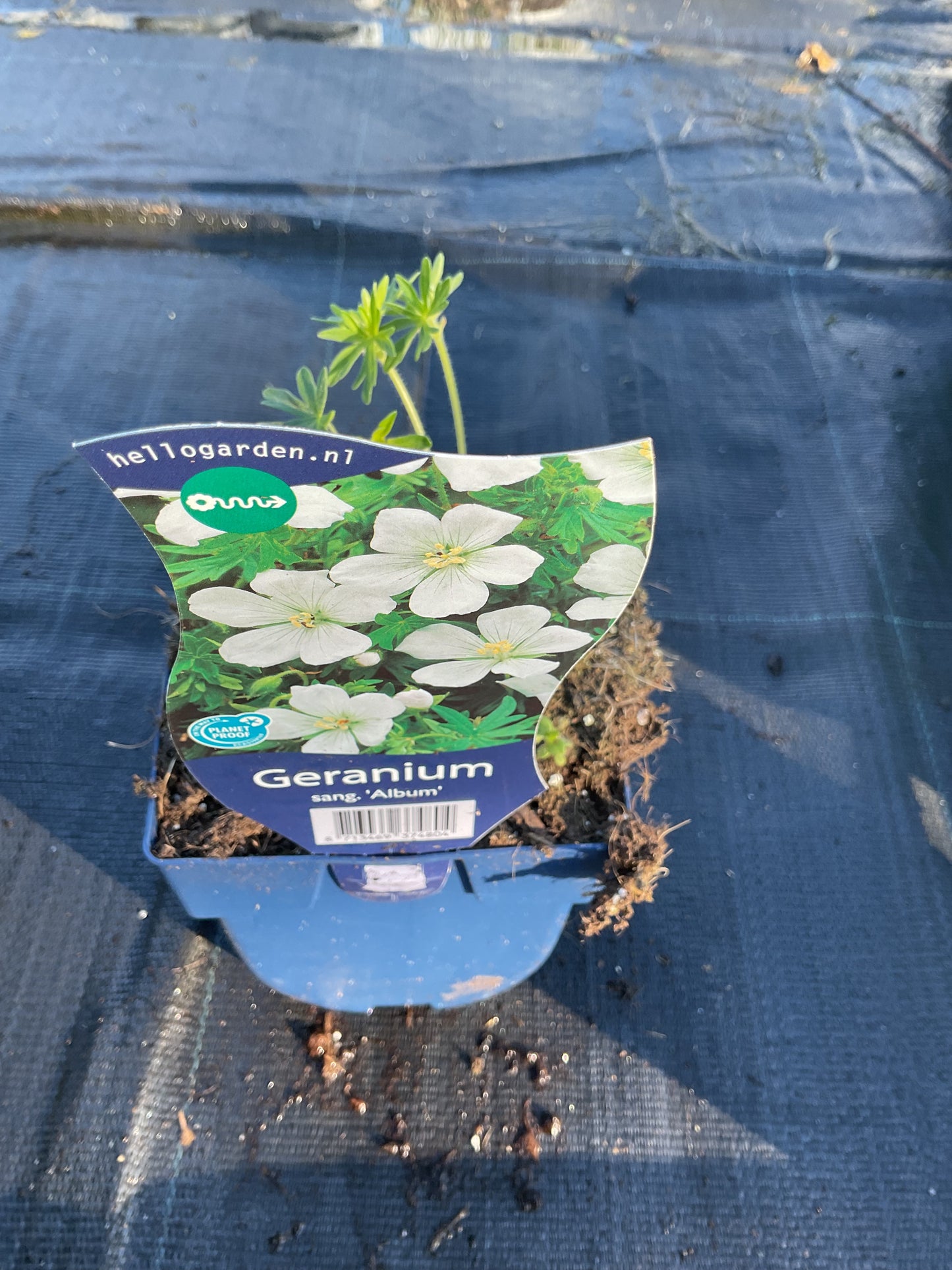 Geranium sanguineum ‘Album’ P11x11