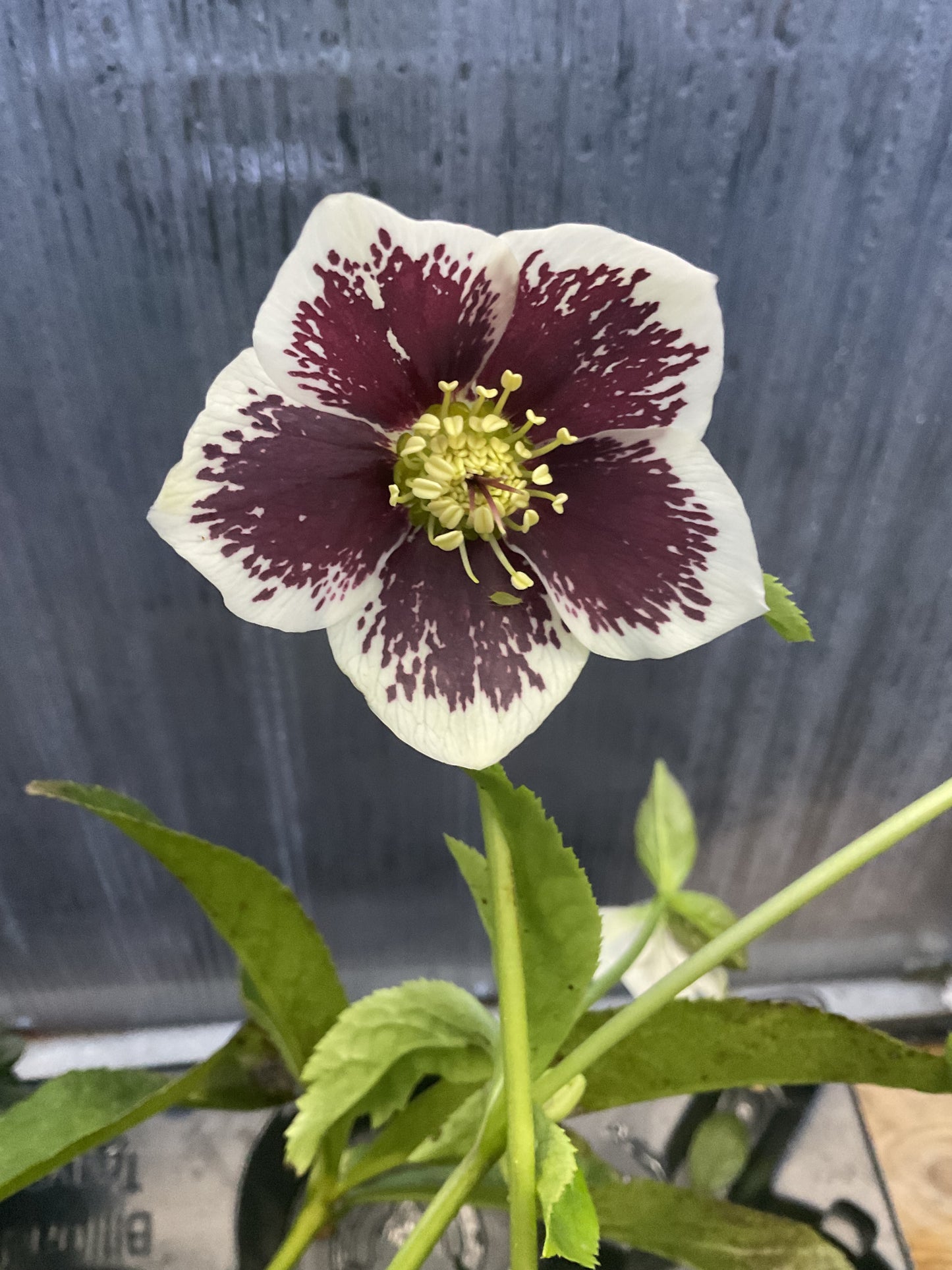 Helleborus orientalis ‘Romantic Getaway’ P17