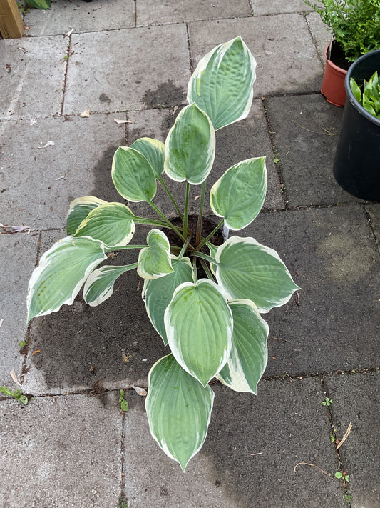 Hosta ‘Tambourine’