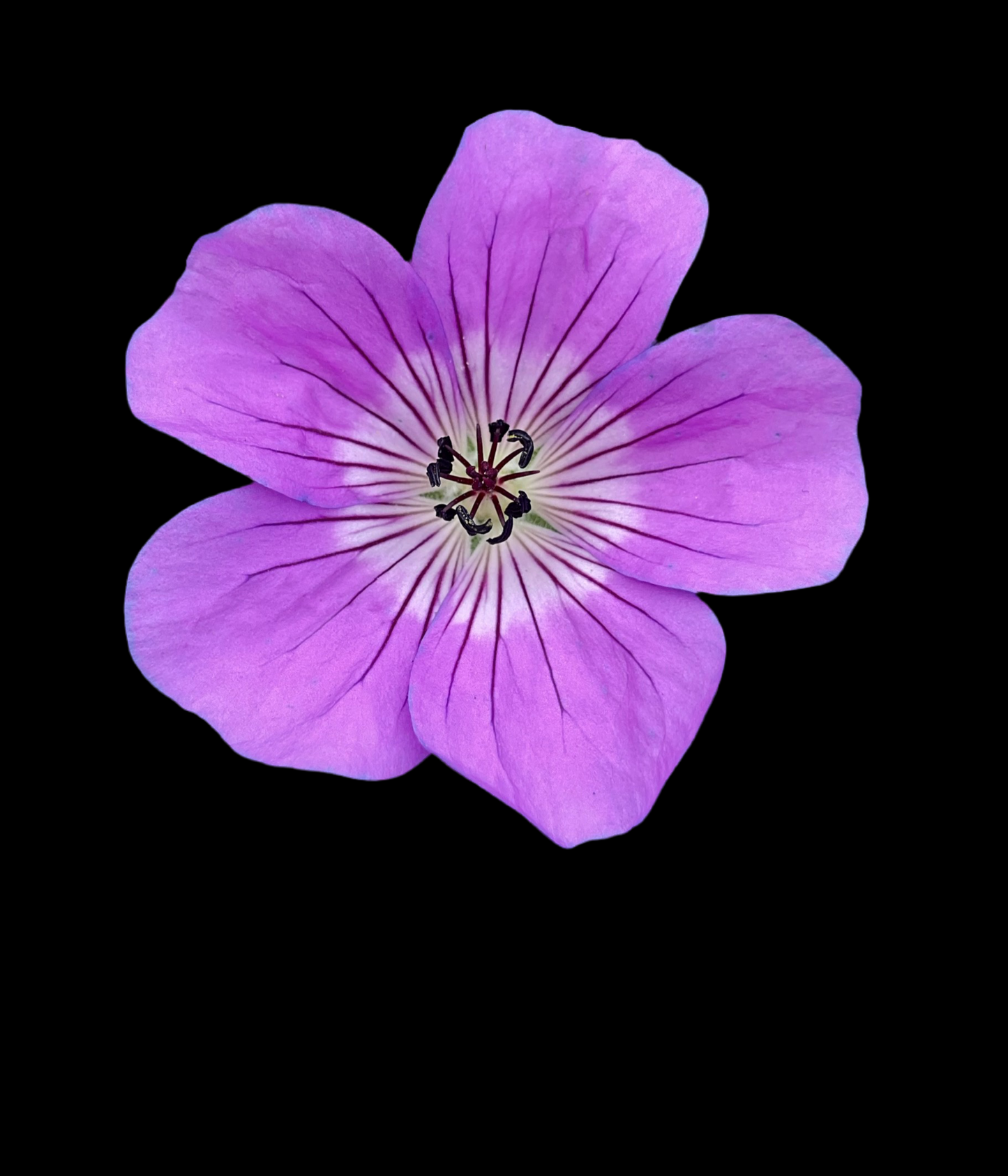 Geranium wallichianum ‘Sylvia’s Surprise’®️