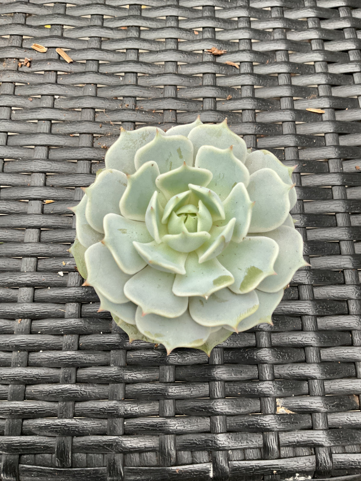 Echeveria 'Lola' P6