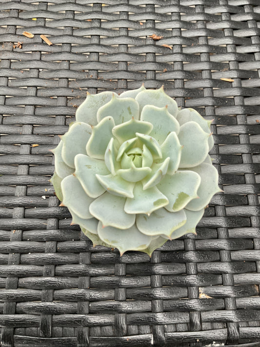 Echeveria 'Lola' P6
