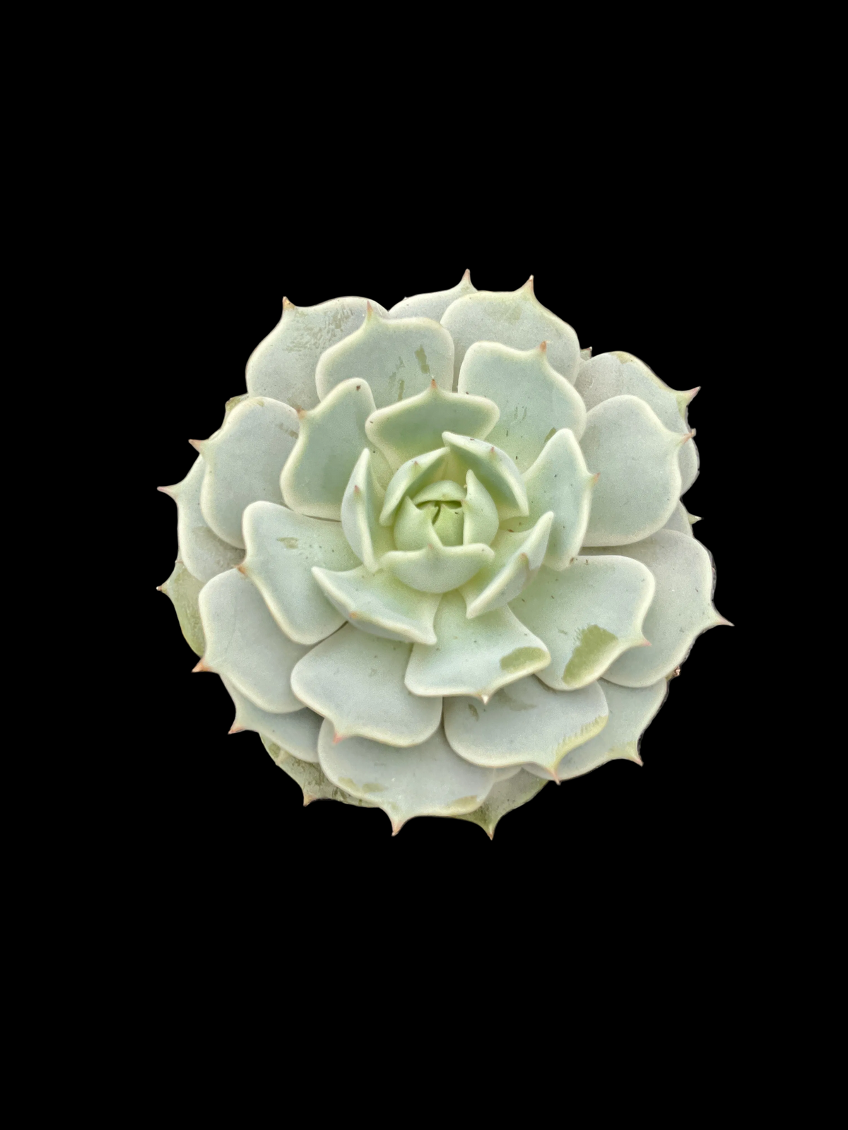 Echeveria 'Lola' P6