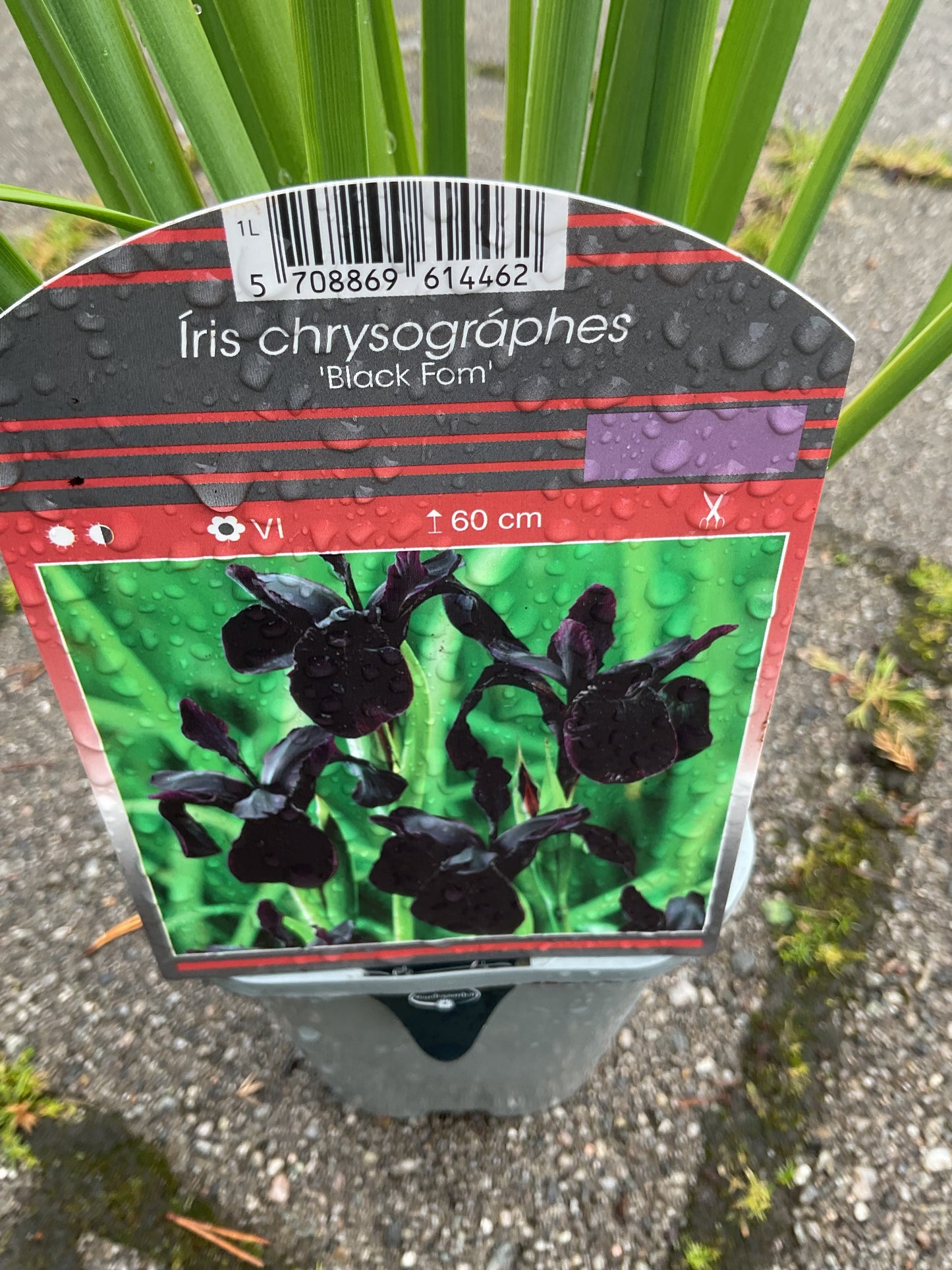 Iris chrysographes ‘Black Form’