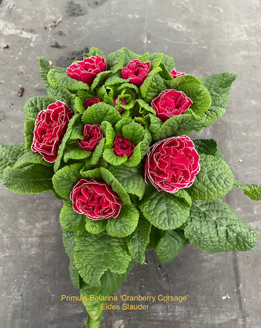 Primula Belarina ‘Cranberry Corsage’ P12