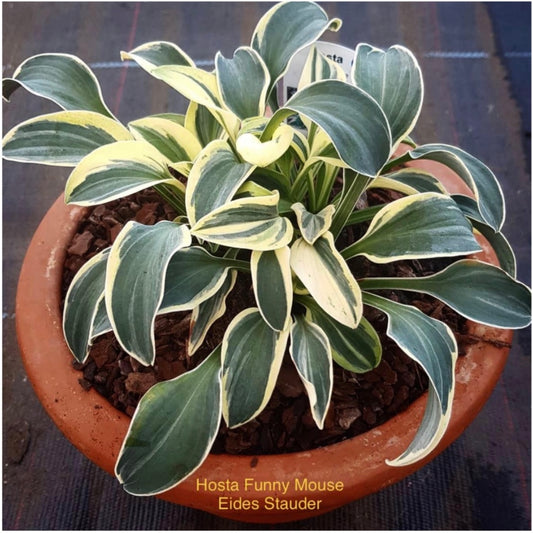 Hosta ‘Funny Mouse’