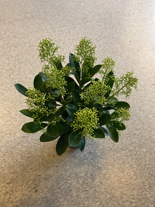 Skimmia japonica ‘Finchy’