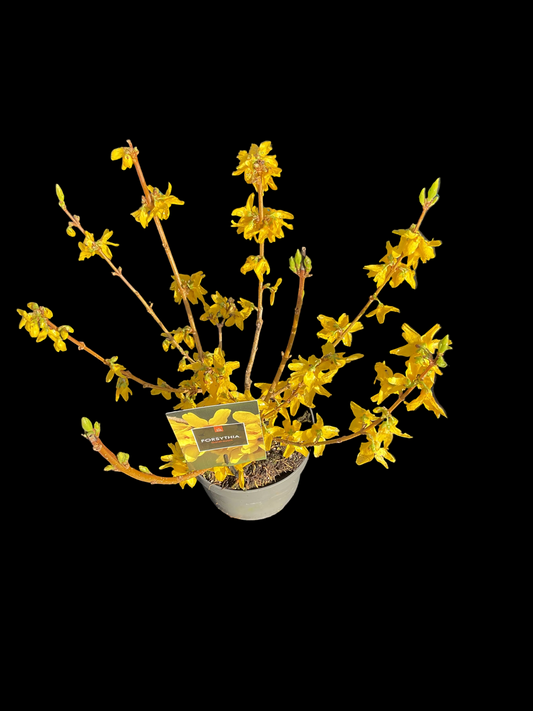 Forsythia x intermedia ‘Goldrausch’ P19