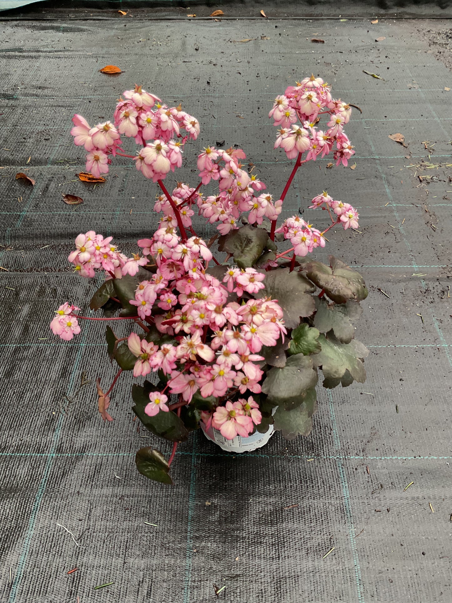 Saxifraga cortusifolia ‘Dancing Pixies Tilda’ P13