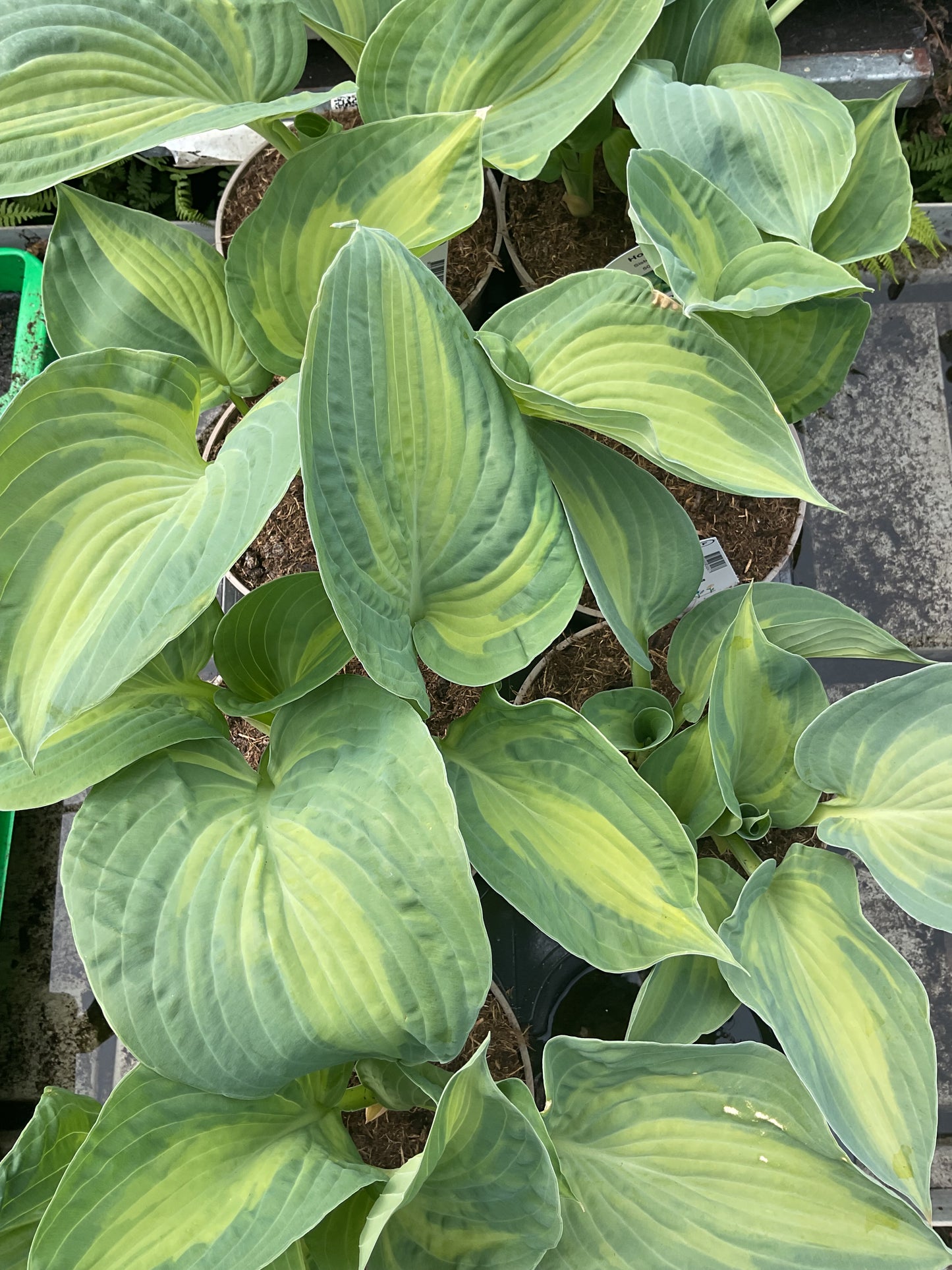 Hosta ‘Sister Act’ P15