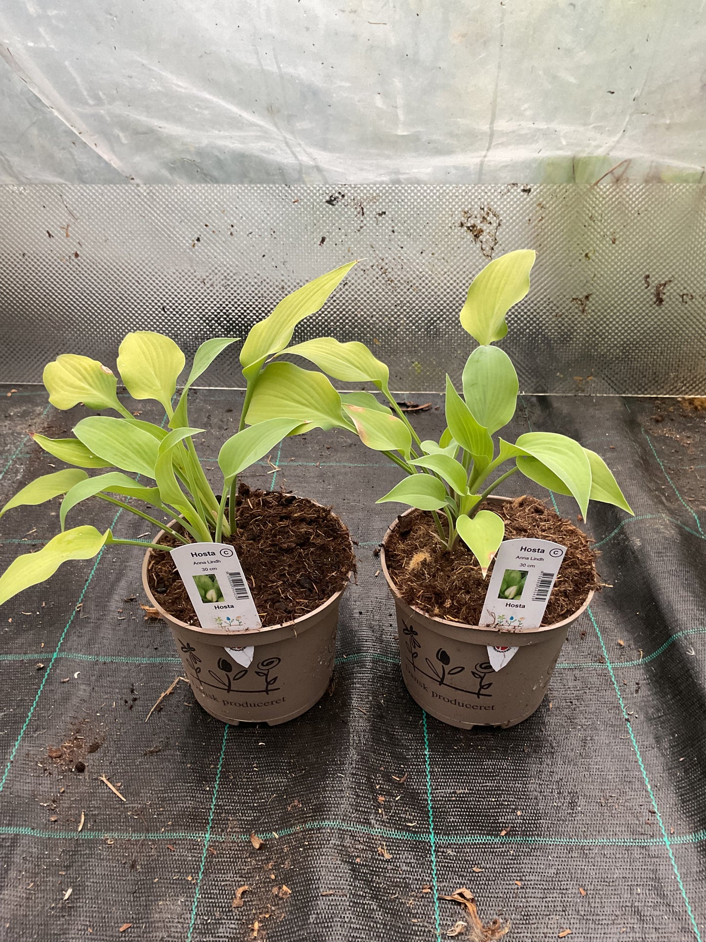 Hosta ‘Anna Lindh’ P15