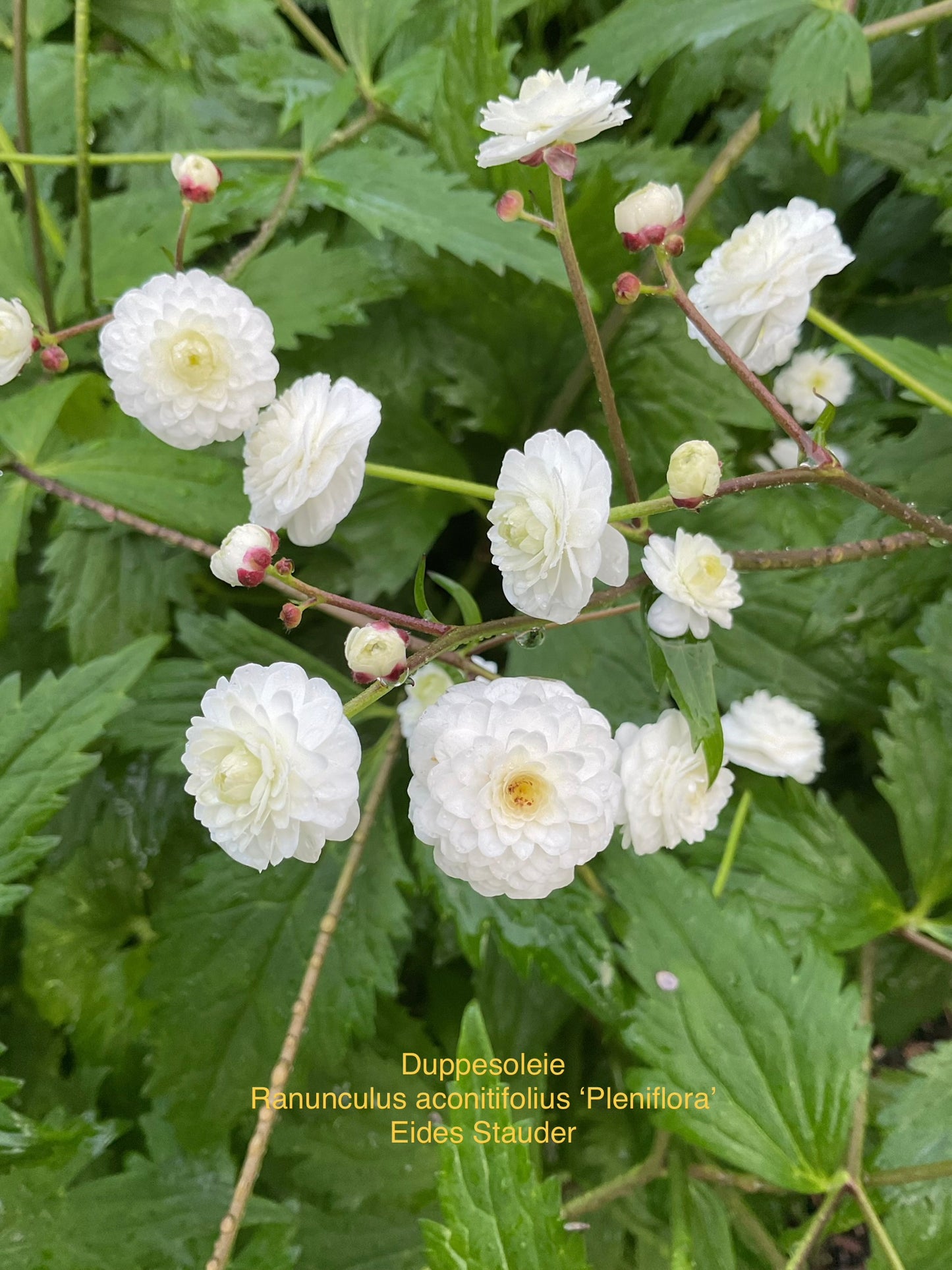 Ranunculus aconitifolius ‘Pleniflorus’ P13