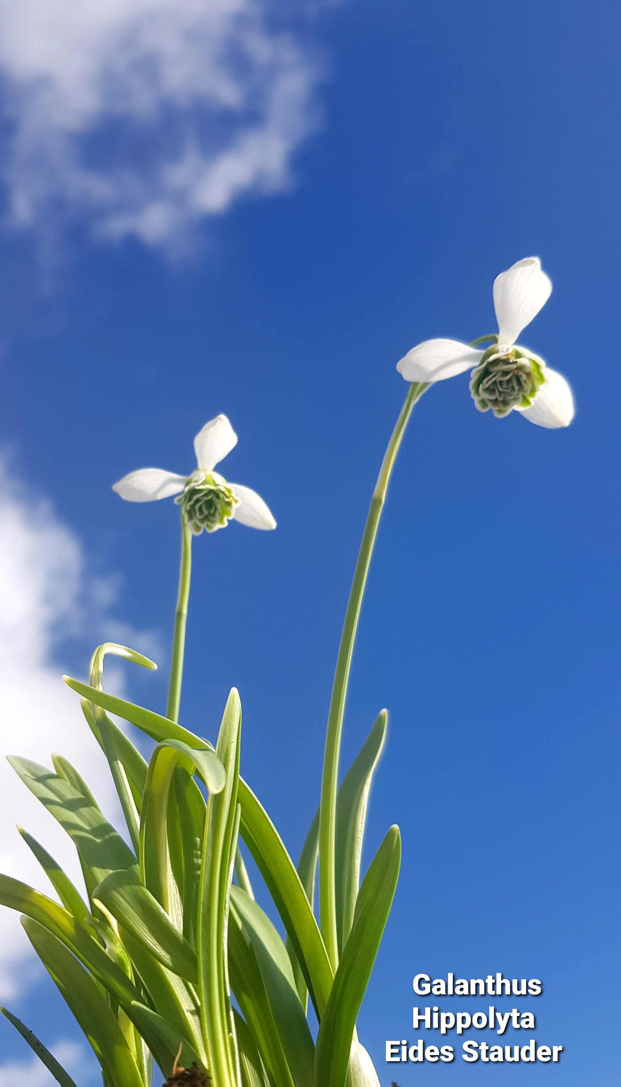 Galanthus nivalis ‘Hippolyta’ – Eides Stauder