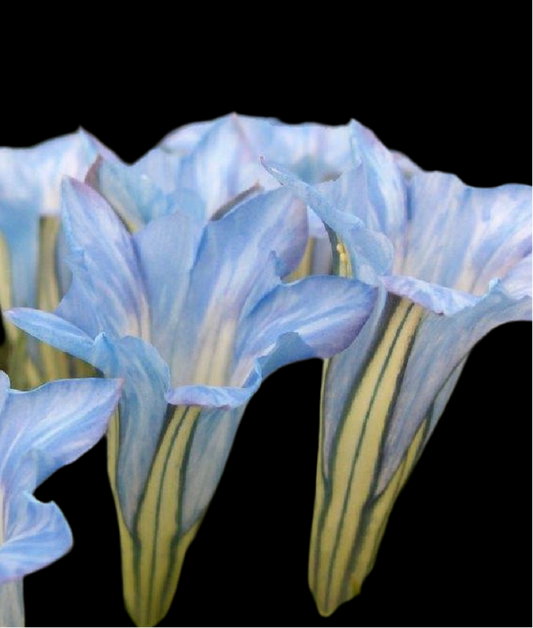 Gentiana s-ornata ‘Strathmore’ P17