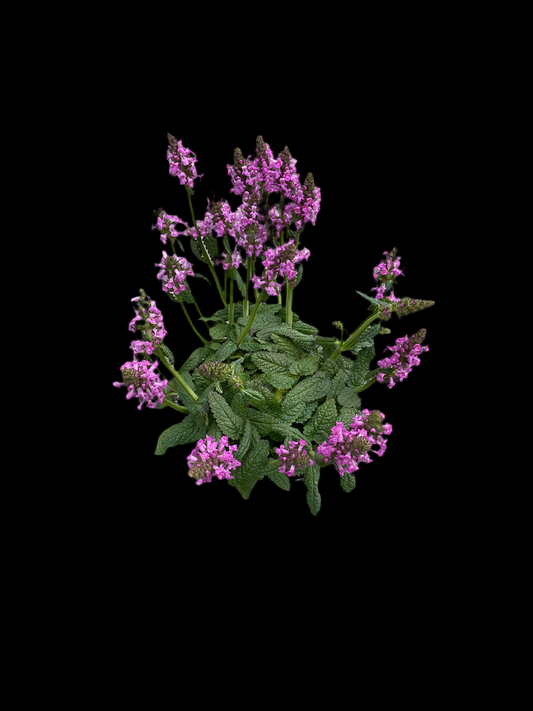 Stachys officinalis ‘Ukkie’ P17