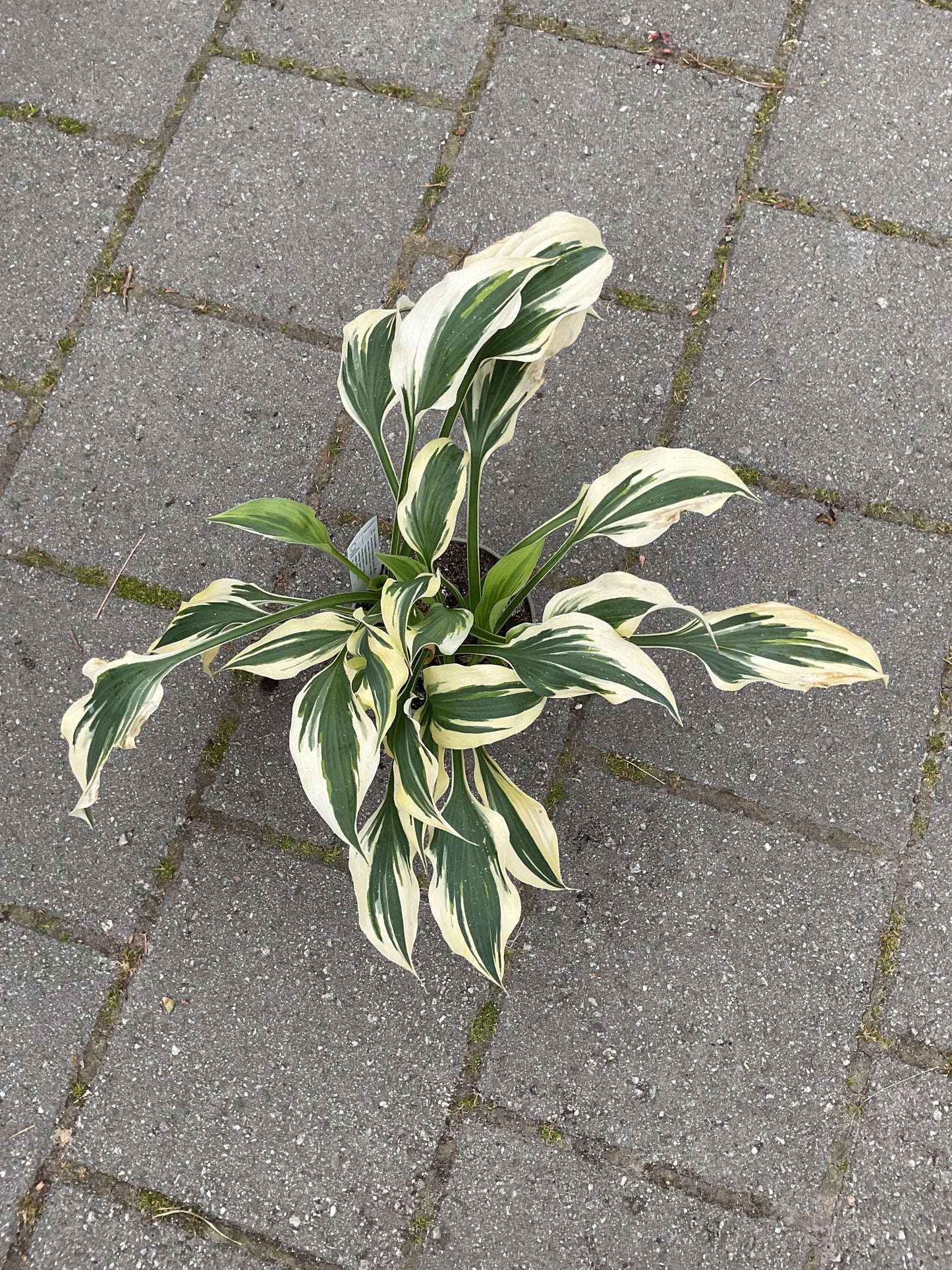 Hosta ‘Bright Star’