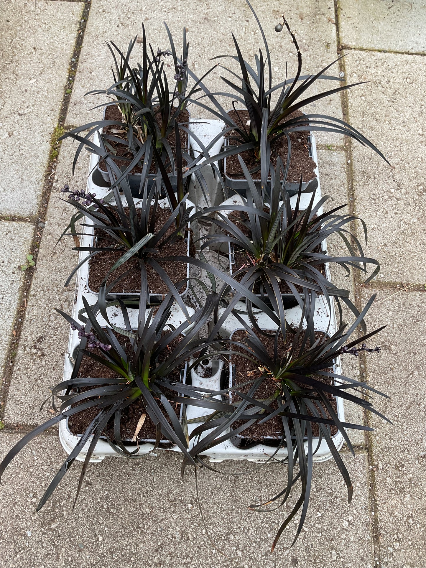 Ophiopogon ‘Niger’ Kolleksjon av 6 stk