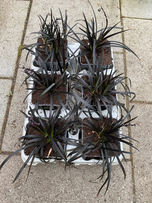 Ophiopogon ‘Niger’ Kolleksjon av 6 stk