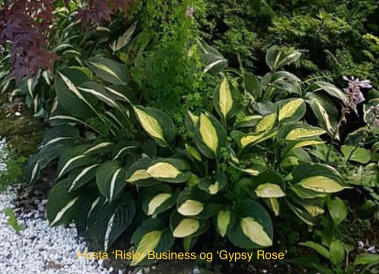 Hosta ‘Gypsy Rose’