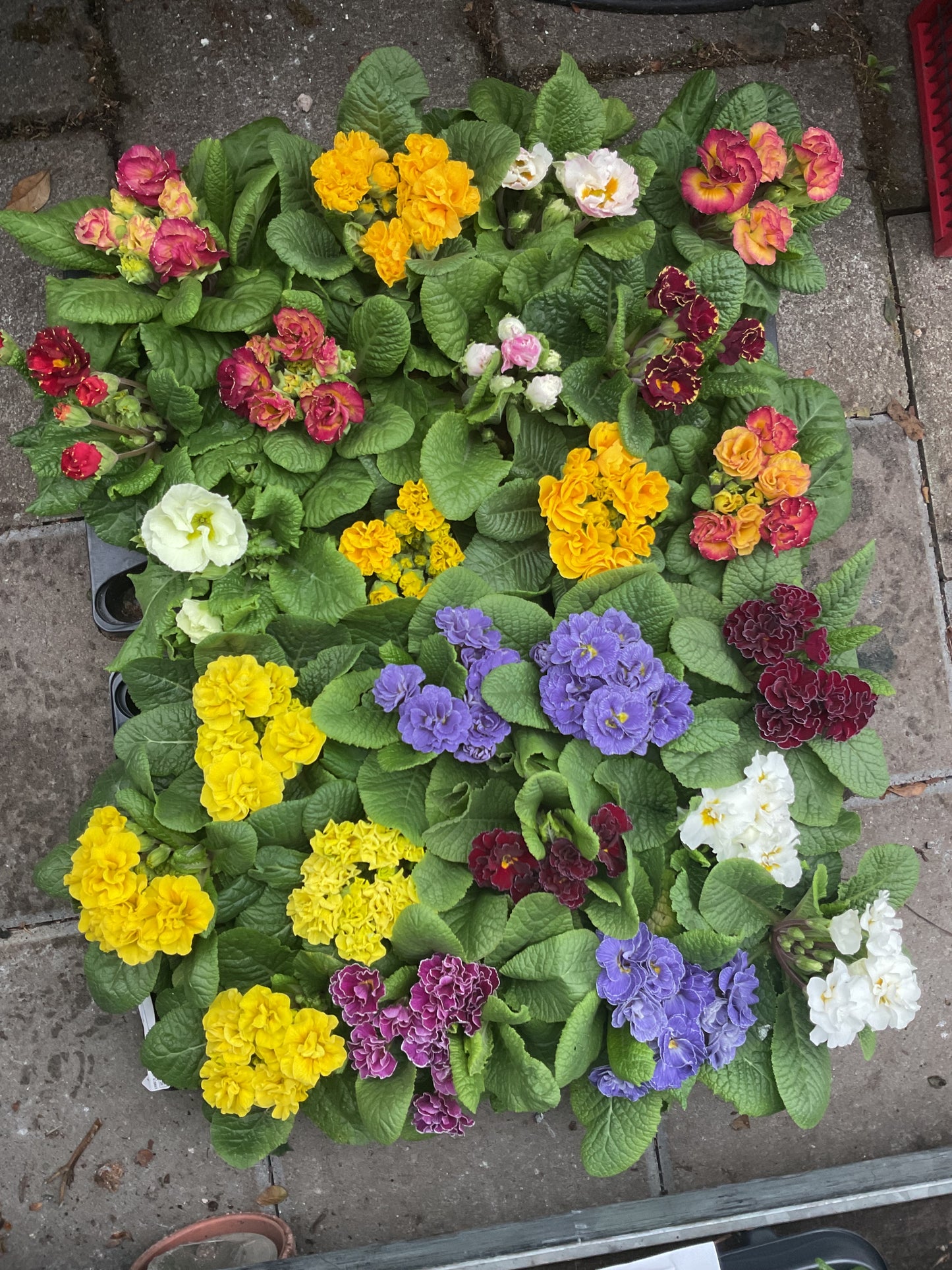 Primula vulgaris ‘Petticoat’ mix