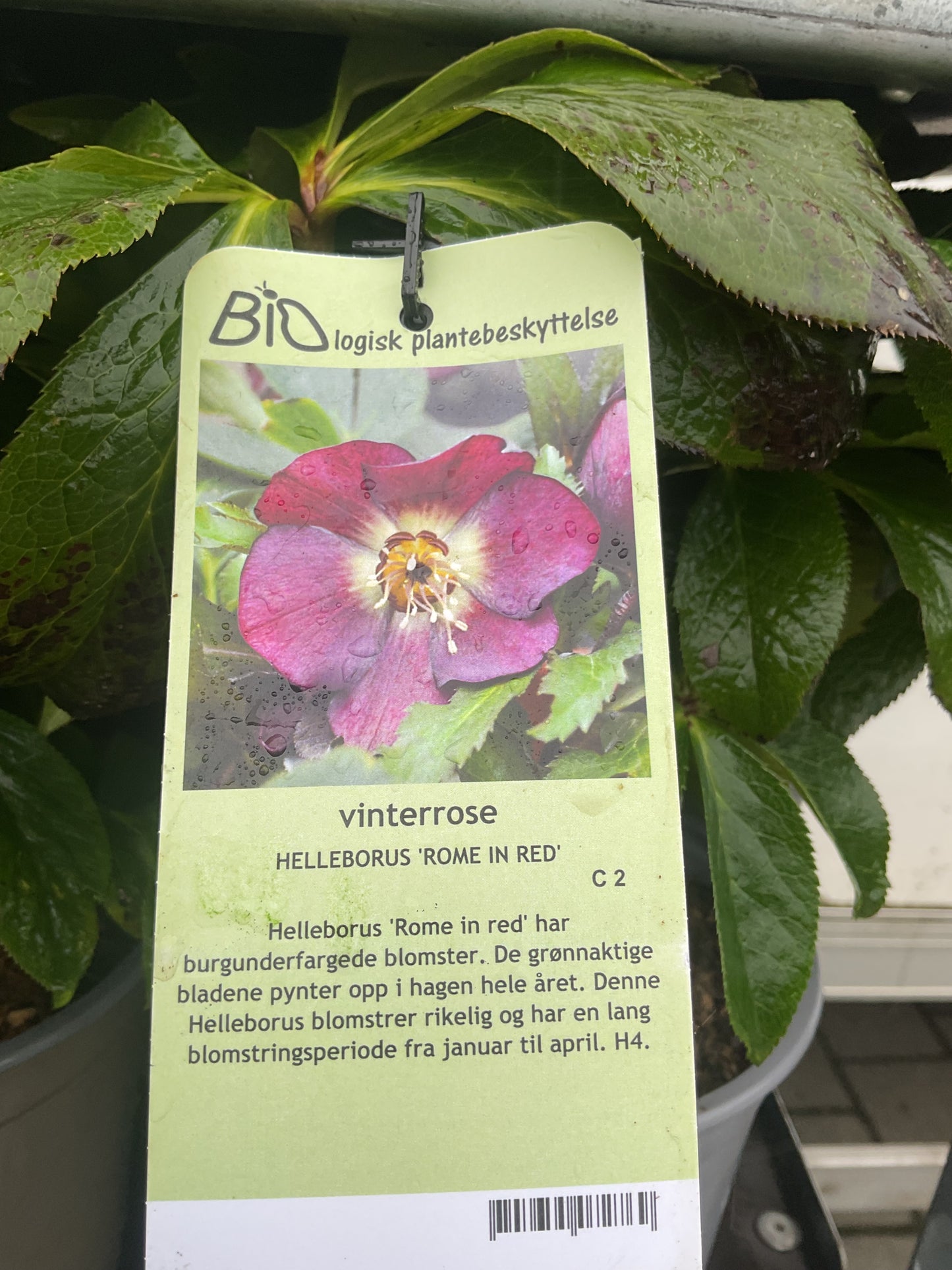 Helleborus orientalis ‘Rome in Red’ P17