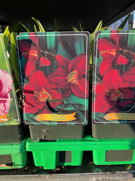 Hemerocallis ‘Pardon Me’