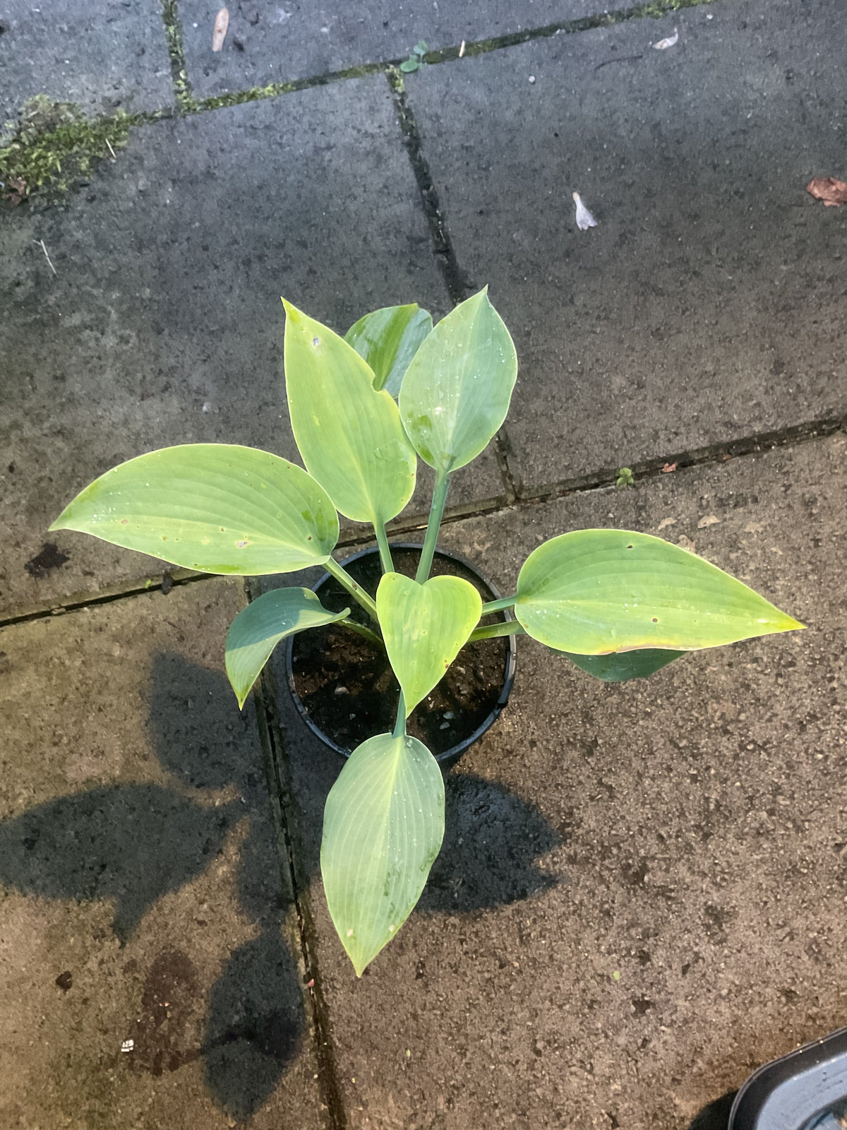 Hosta ‘Halcyon’ P12/P11x11