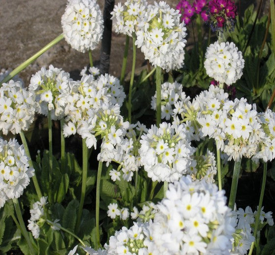 Primula denticulata ‘Alba’