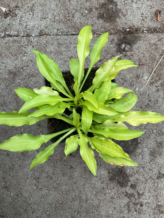 Hosta ‘Dragon Tails’ P9x9