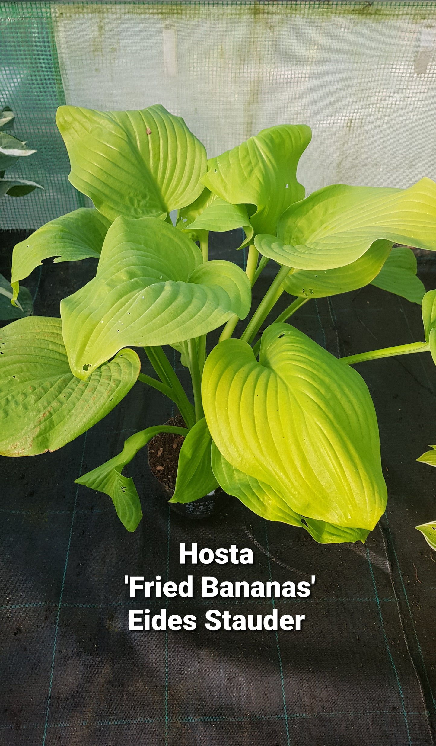 Hosta ‘Fried Bananas’