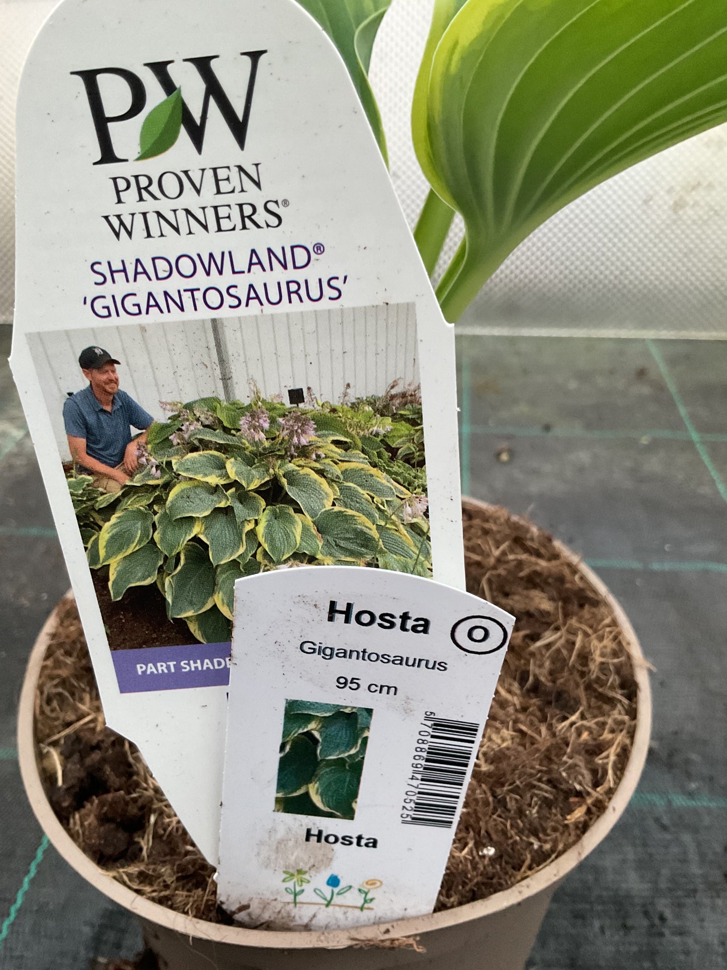 Hosta ‘Gigantosaurus’ P15