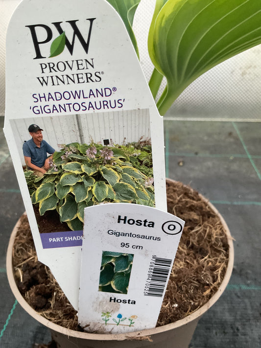 Hosta ‘Gigantosaurus’ P15