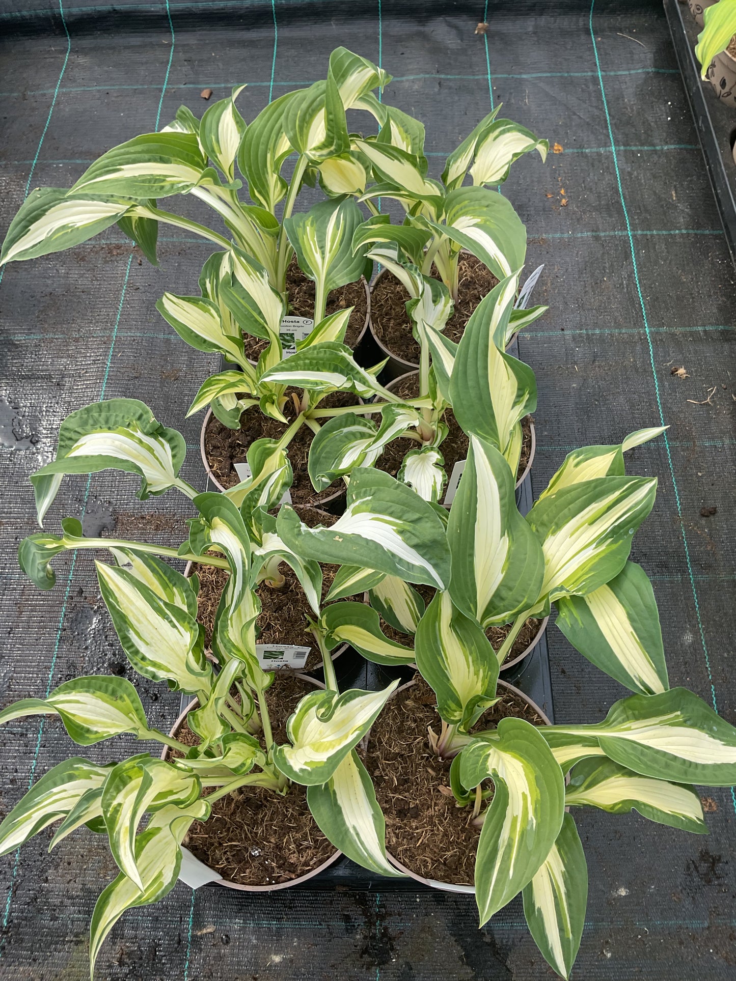 Hosta ‘London Bridge’ P15