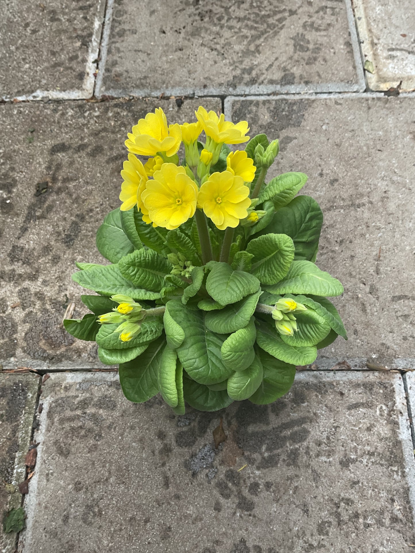 Primula veris ‘Officinalis’