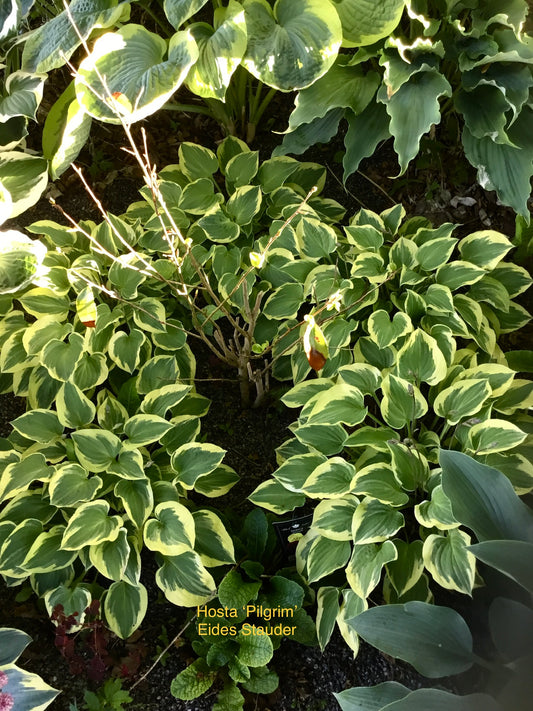 Hosta ‘Pilgrim’