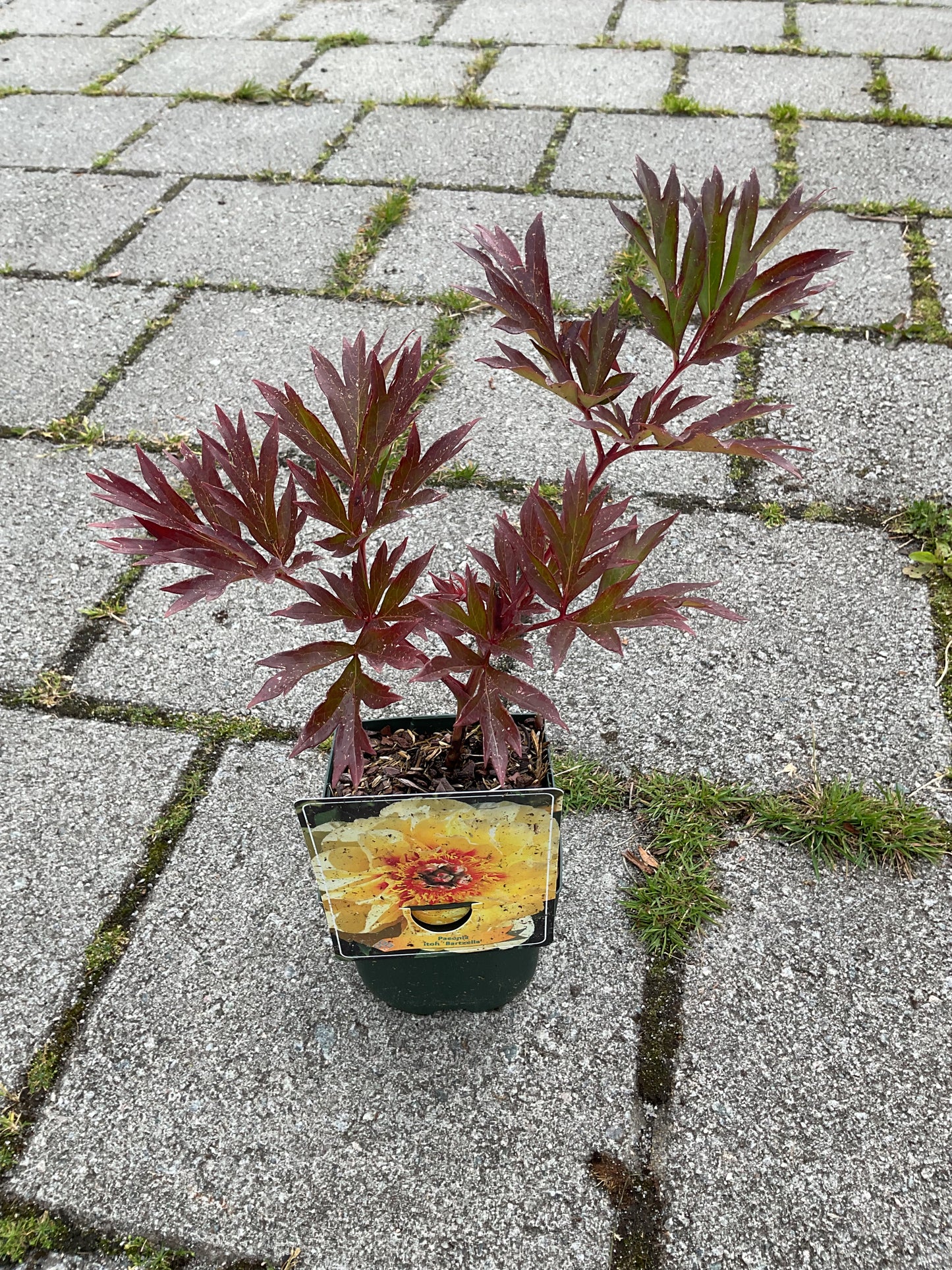 Paeonia itoh ‘Bartzella’ P 11x11