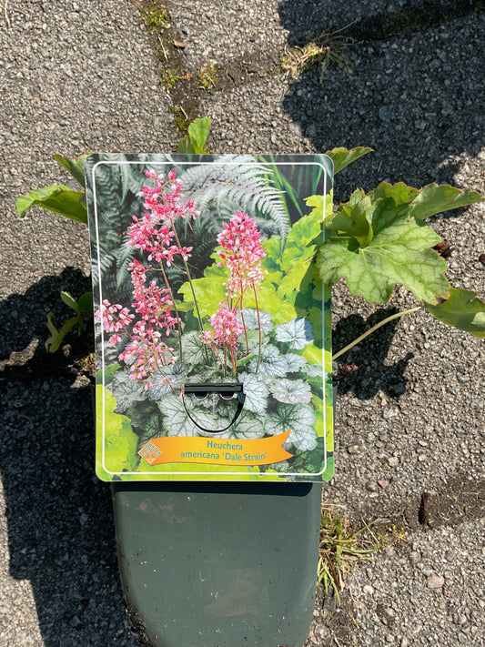 Heuchera americana ‘Dale Strain’ P11x11