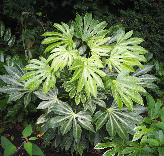 Fatsia japonica ‘Spider’s Web’