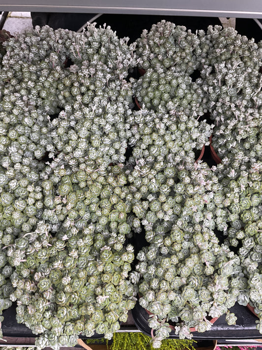 Sedum spathulifolium ‘Capo Blanco’ P12