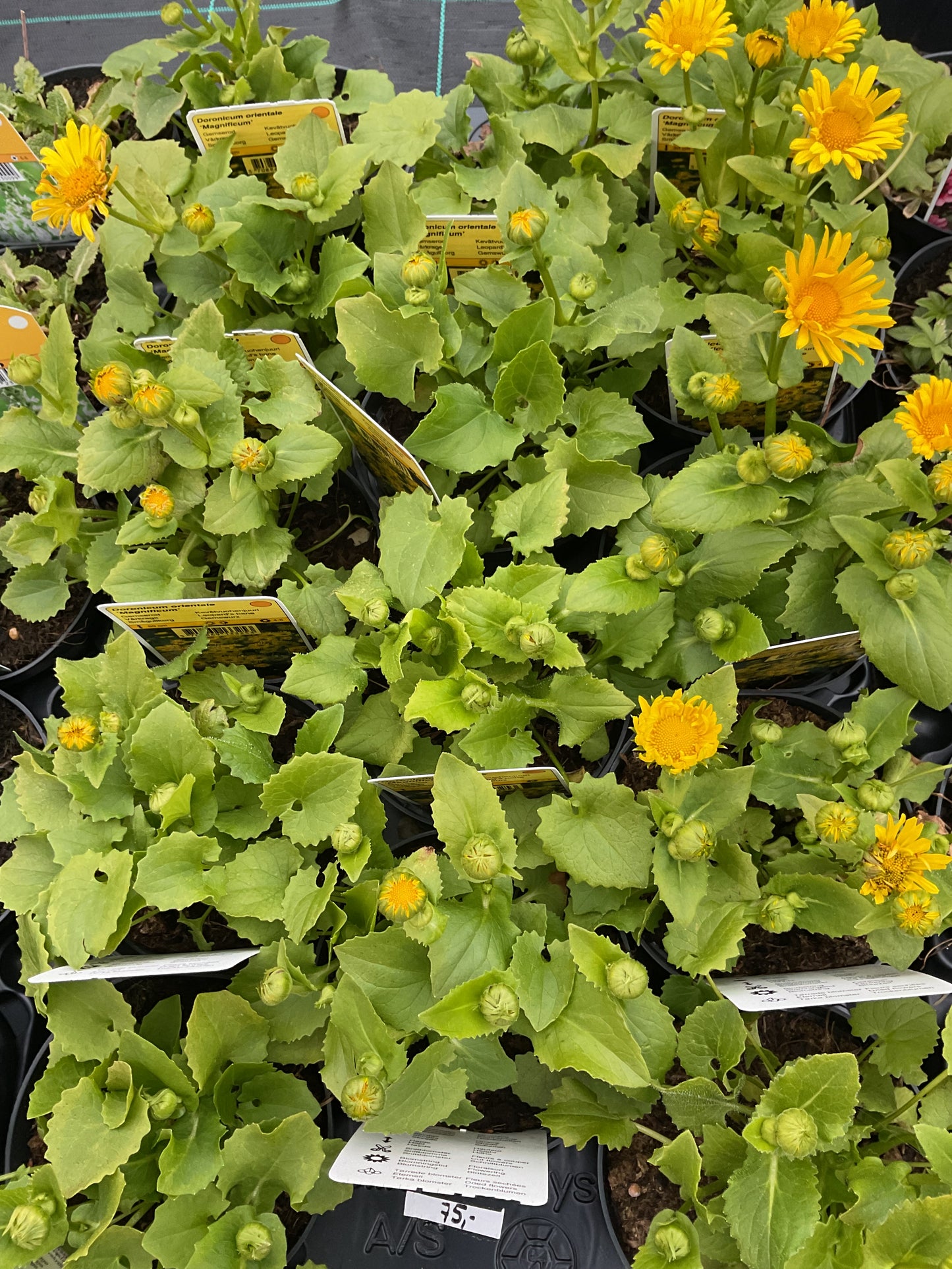Doronicum orientale ‘Magnificum’ P11
