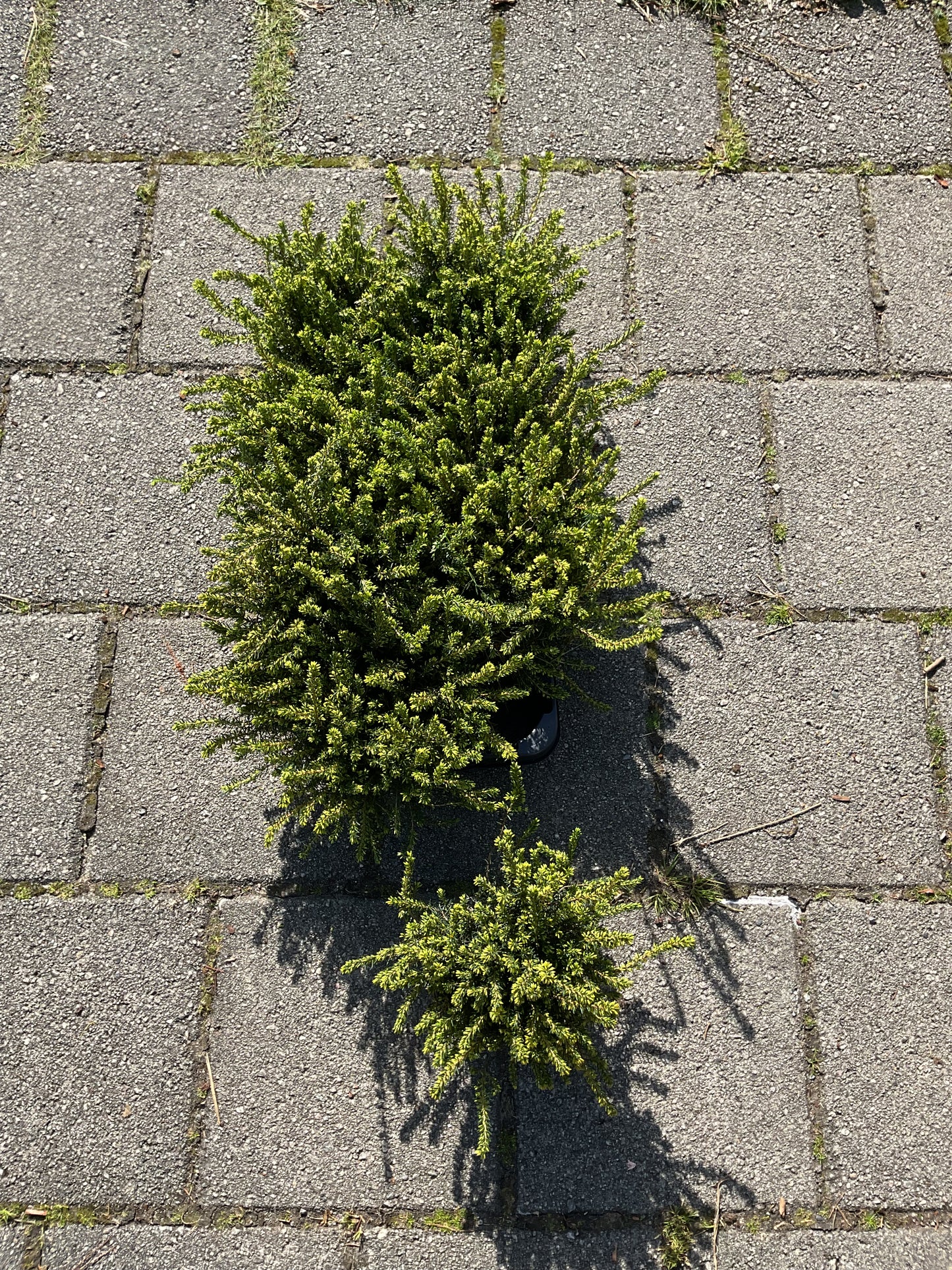 Erica x darleyensis ‘Darley Dale’ P11