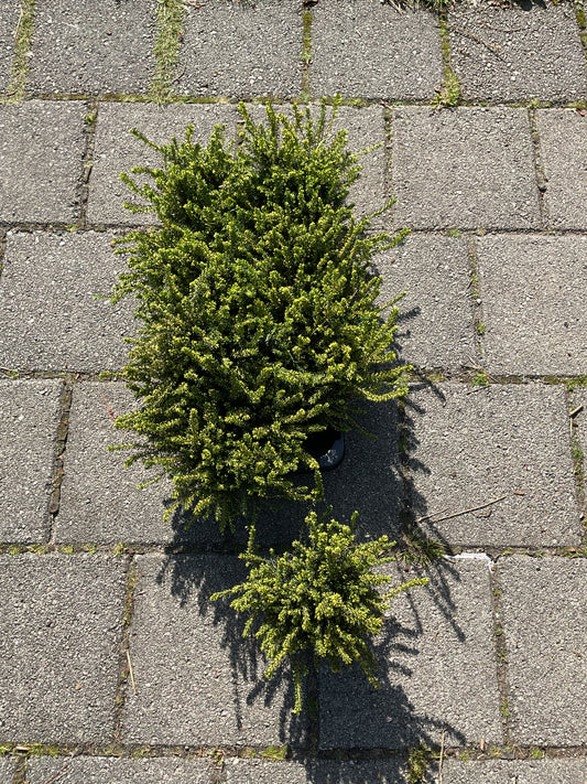 Erica x darleyensis ‘Darley Dale’ P11
