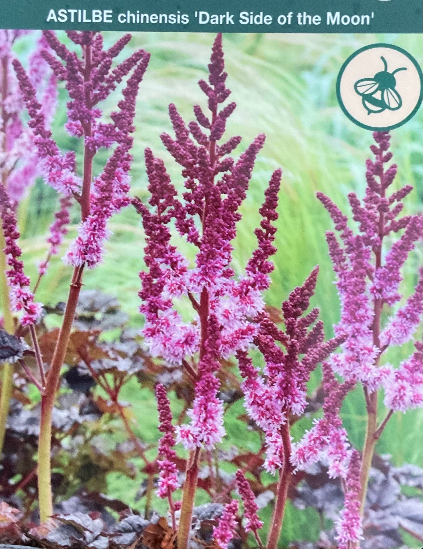 Astilbe chinensis ‘Dark Side of the Moon’ P11x11